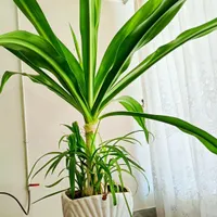 گل اشک ملکه|گل و گیاه طبیعی|اصفهان, باغ دریاچه|دیوار