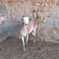 ۳راس بز مورسیا پاکستانی بندری|حیوانات مزرعه|شیراز, ارم|دیوار