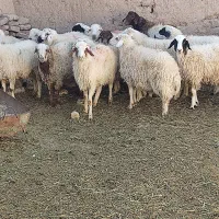 بره نر بومی زنده و کشتار