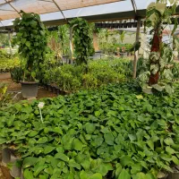 نگهداری ازگل وگیاه