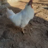 دو عدد خروس سفید