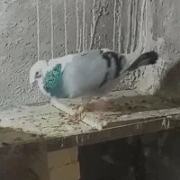 کفتر یا کبوتر