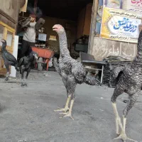 خروس ومرغ اوشامو