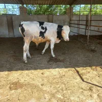 گوساله سیمینتال نر