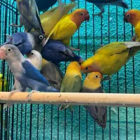 طوطی برزیلی مولد در رنگ های خاص|پرنده|قائمشهر, |دیوار