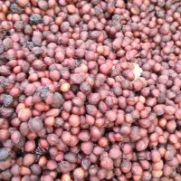 هسته آلبالو|خوردنی و آشامیدنی|تسوج, |دیوار