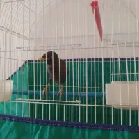 مینا دوعدد|پرنده|بروجرد, |دیوار