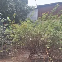 زمین 200 متری و دوبلکس 70 متری جماران|فروش زمین و ملک کلنگی|رشت, جماران|دیوار