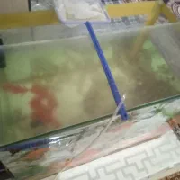 آکواریوم و ماهی|ماهی|قوچان, |دیوار