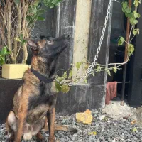 نژاد مالینویز|سگ|آمل, |دیوار