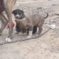 سگ دل|سگ|مشهد, پایگاه شکاری|دیوار