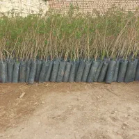 فروش نهال پسته منطقه برخوار|گل و گیاه طبیعی|حبیب آباد, |دیوار