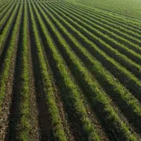 فروش یک هکتار زمین سر اتوبان مال قاید