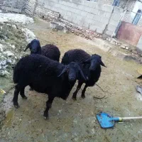 3عددبره قوچ قره قزل اصل