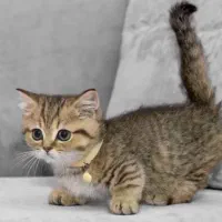 گربه مانچیکین خفن ترین و کمیاب تربن