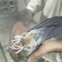 کفتر گرفتنی تیر ماه