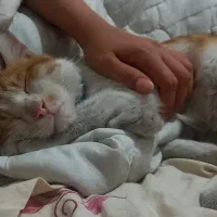 گربه رایگان