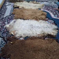 پوست بره فروشی