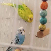 مرغ عشق و فنچ