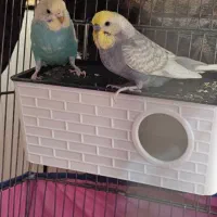 مرغ عشق رینبو خالص