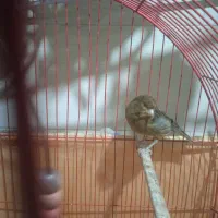 قناری نر فروشی