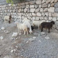 ۷عددبره مخصوص پرواربندی بفروش میرسد