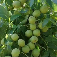 نهالستان گردو|گل و گیاه طبیعی|کبودرآهنگ, |دیوار