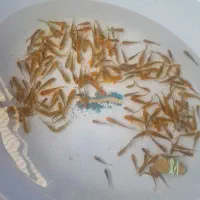 حراج ماهی کوی4تا،100تومن