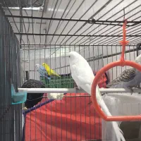 فروش دو جفت مرغ عشق انگلیسی