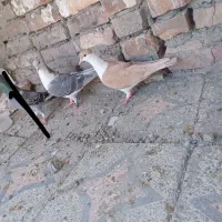 کبوتر معاوضه ای