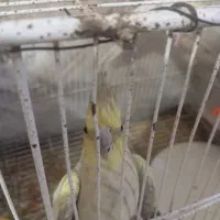 فروش جفت عروس هلندی|پرنده|بومهن, |دیوار