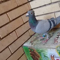 ماده پلاکی