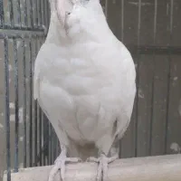 فروش عروس هلندی|پرنده|پاکدشت, پاکدشت (مامازند)|دیوار