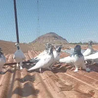 کفتر کبوتر|پرنده|جلفا, |دیوار