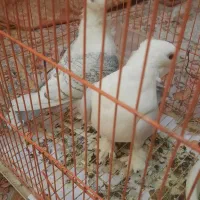 کبوتر بلژیکی اصل نوک قنار پرشی زینتی با جوجه باقفس|پرنده|فردیس, فردیس|دیوار