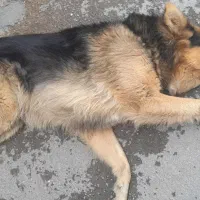 سگ گمشده