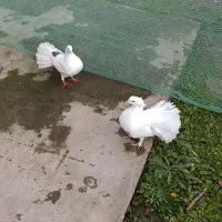 کبوتر تزئینی . توضیحات تو فیلم