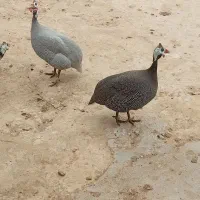 تخم نطفه دار