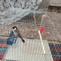 سهره|پرنده|شیراز, شهرک مهرگان|دیوار