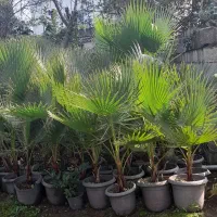 فروش انواع گل لوکس|گل و گیاه طبیعی|رحیمآباد, |دیوار