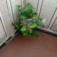 گل طبیعی|گل و گیاه طبیعی|سرپل ذهاب, |دیوار