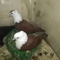 جفت جوجه کله سفید سرخ