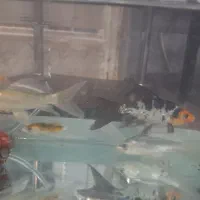 کوی سوپرباله