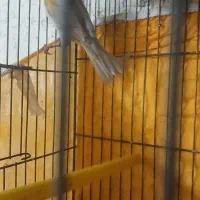 قناری نر بخون آماده|پرنده|پیر بکران, |دیوار