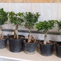 انواع گل های آپارتمانی