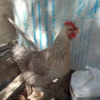مرغ بومی تخم گذار مقطوع
