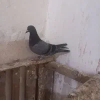 کبوتر|پرنده|مسجد سلیمان, |دیوار