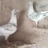 جوانه سار سرور|پرنده|چناران, |دیوار