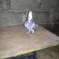 کبوتر|پرنده|سبزوار, پامنار|دیوار