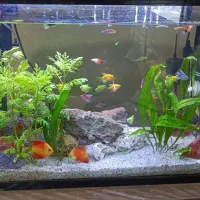 ماهی نمو یزد..آب شیرین